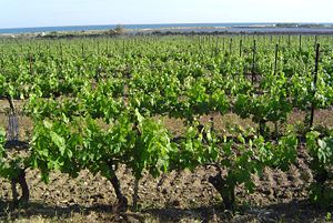 Languedoc vineyard.jpg