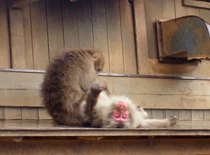 Macaca fuscata at Monkey Park in Arashiyama.jpg