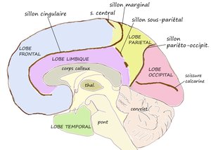 Medial lobes.png