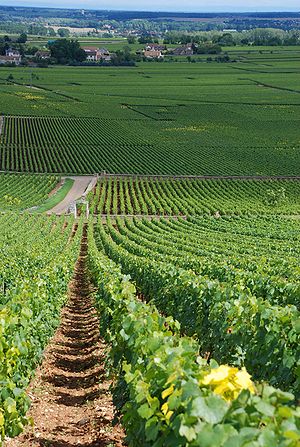 Montrachet vineyards.jpg