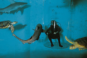 Le nourrisage des requins et tortues par un plongeur