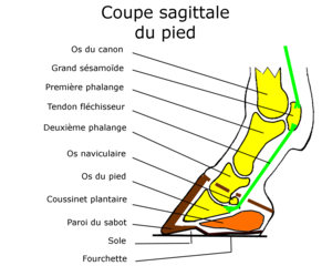 schéma d'un pied en coupe sagittale