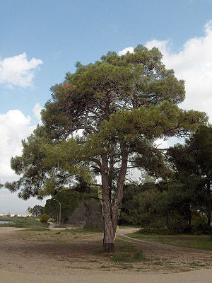 Pinus brutia(02).jpg