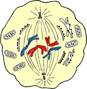 Schmetaphase.png