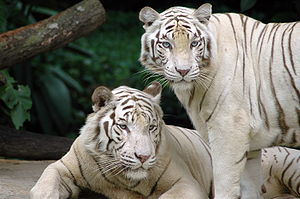 Un couple de tigres blancs