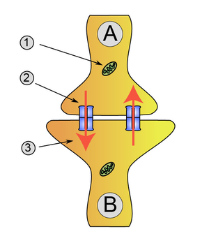 Synapse diag2.png