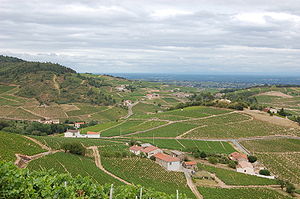 View from Chiroubles Cru Beaujolais.jpg