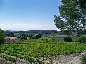 Vignoble du Massif d'Uchaux à Mondragon.jpg