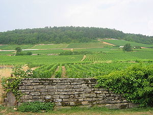 Vineyards Gevrey-Chambertin.jpg