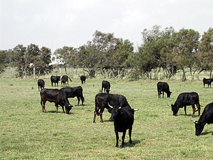 La photographie couleur montre une manade de bovins uniformément noirs dans une pâture rase. En arrière-plan, des arbres chétifs limitent l'horizon.