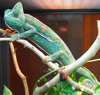 Un caméléon posé sur une branche d'arbre présente des couleurs bleue, verte, et chamois