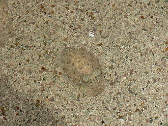 Une petite seiche, posée sur un fond sableux, s'est rendue presque invisible en modifiant sa couleur pour ressembler à son environnement.