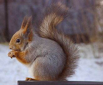 Un écureuil roux à doc argenté