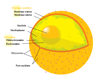 Diagram human cell nucleus fr.svg