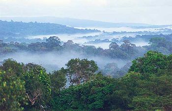 Guyane fr savane-roche virginie.jpg