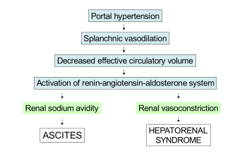 Schematic demonstrating the underfill theory to explain the pathophysiology of both ascites and hepatorenal syndrome.