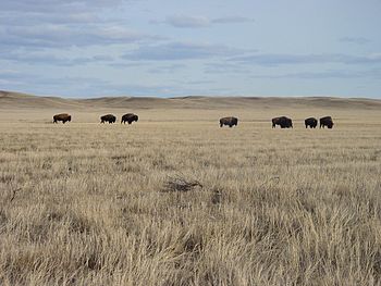 Saskatchewan - Grasslands National Park 02.JPG