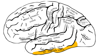 Gray726 inferior temporal gyrus.png