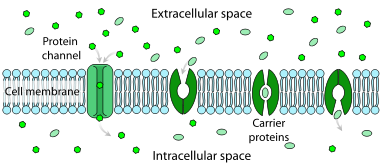 Scheme facilitated diffusion in cell membrane-en.svg