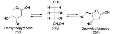 Équilibre chimique des conformations du désoxyribose.
