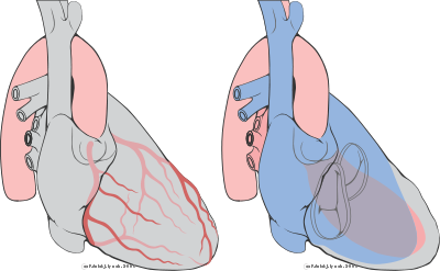 Heart right anterior oblique diagrams.svg
