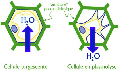 Turgescence-et-plasmolyse-cellule-vegetale.png
