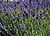 Lavandula-angustifolia-flowering.JPG