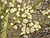 Salix caprea8.jpg