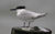 Sandwich Tern perched.jpg