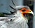 Secretary Bird with open beak.jpg