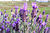 Topped lavender02.jpg