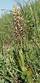 Himantoglossum hricinum plant.jpg