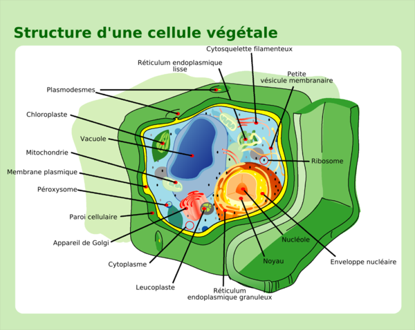 Plant cell structure-fr.png