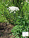 Laserpitium latifolium1.jpg