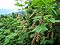 Ribes petraeum a1.jpg