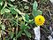Trifolium badium a1.jpg