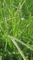 Carex vulpina2.jpg