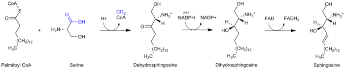 Sphingosine synthesis corrected.png