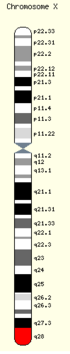 Carte du chromosome montrant le locus du gène à une de ses extrémités