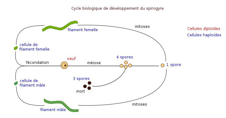 Cycle biologique spirogyre.svg
