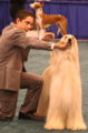Afghan hound dogshow.jpg