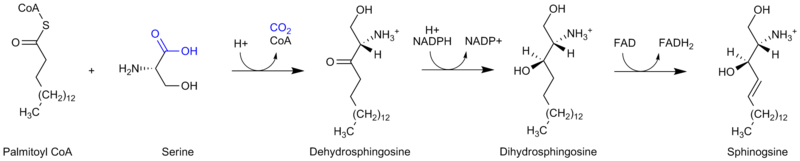 Sphingosine synthesis corrected.png