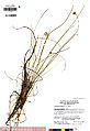 Eriophorum gracile UC1755425.jpg