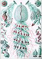 Haeckel Siphonophorae 59.jpg
