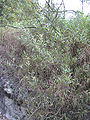 Acaciaretinodes1web.jpg