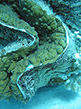 Giant clam detail.jpg