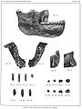 Homo heidelbergensis (Erstbeschreibung) 03.jpg