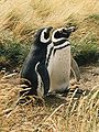 Magellanic Penguin.jpg