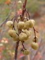 Toxicodendron diversilobum berries.jpg