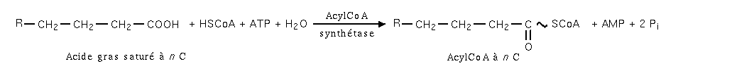 Beta-oxydation etape1.png